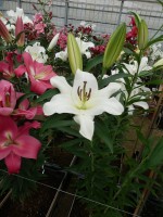 [4516 PO104 LUN 3530 No01.JPG]